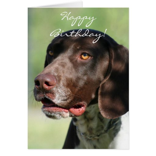 Happy Birthday German Shorthaired Pointer Card | Zazzle