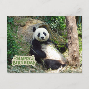Happy Birthday Giant Panda Bear  Postcard