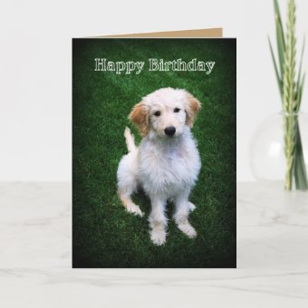 Happy Birthday Golden Doodle Puppy Card | Zazzle