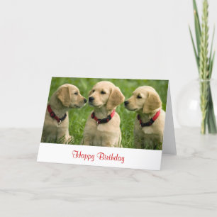 Happy Birthday Golden Retriever Puppies Note Card