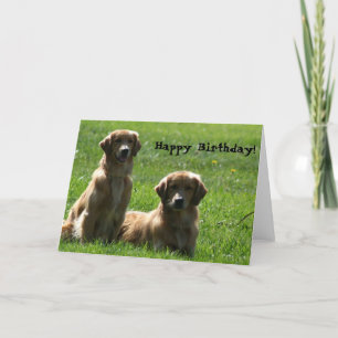 Happy Birthday Golden Retrievers greeting card