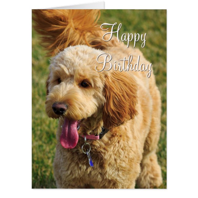 Happy Birthday Goldendoodle Dog Card (Front)