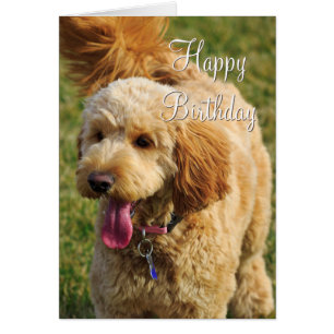 Happy Birthday Goldendoodle Dog Cards