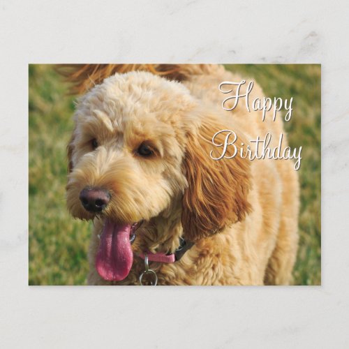 Happy Birthday Goldendoodle Dog Postcard