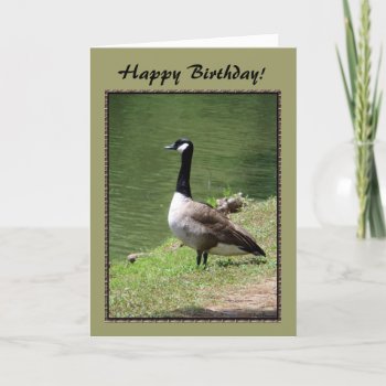 Happy Birthday Goose Card by birdersue at Zazzle