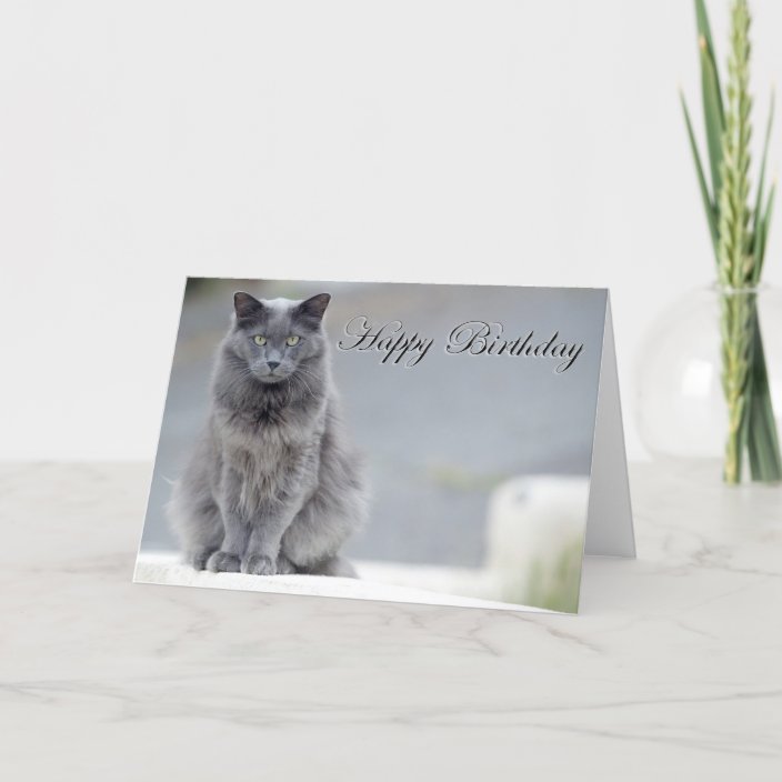 Happy Birthday Gray Cat Card | Zazzle.com