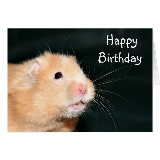 Happy Birthday hamster Greeting Cards | Zazzle