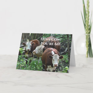 Happy Birthday Holy Cow! Holiday Card