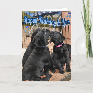 Happy Birthday Honor Litter Trio Card