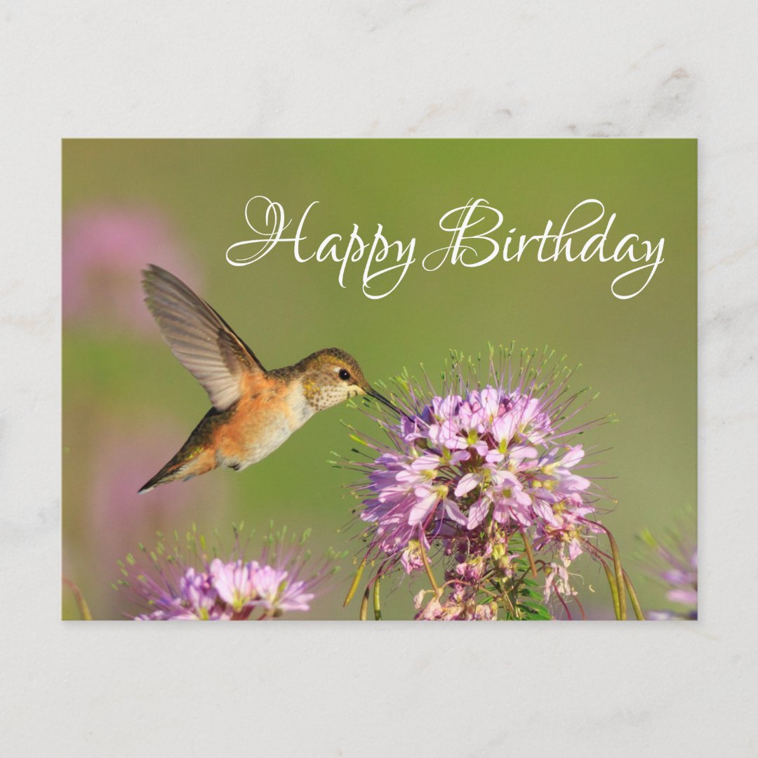 Happy Birthday Hummingbird Postcard | Zazzle