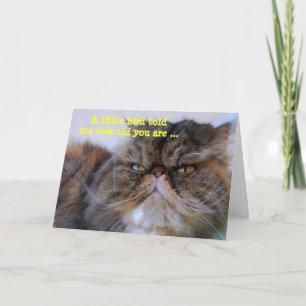 Happy Birthday Humor Calico Persian Kitty Card