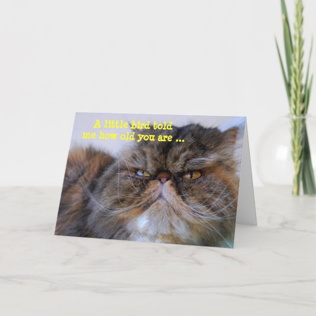 Happy Birthday Humor Calico Persian Kitty Card (Front)