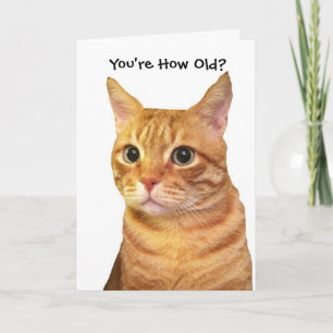 Happy Birthday in Cat Years Card