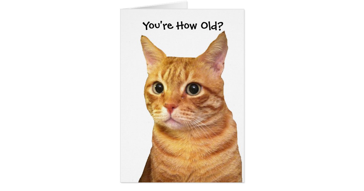 Happy Birthday in Cat Years Card | Zazzle.com