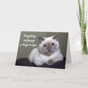 Happy birthday in Polish cute white cat blank Card