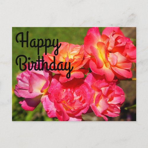 Happy Birthday Josephs Coat Rose 1_2 Postcard