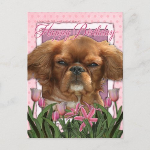 Happy Birthday _ King Charles Cavalier _ Ruby Postcard