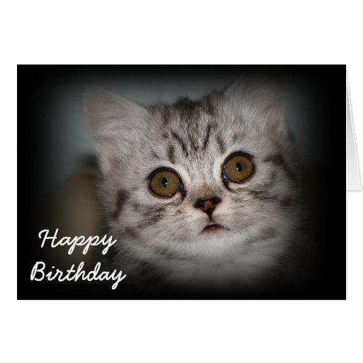 Happy Birthday Kitten Card | Zazzle