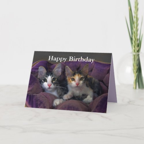 Happy Birthday Kitten Pair in a Purple Bed Card