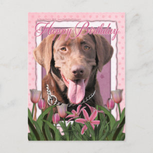 Happy Birthday - Labrador - Chocolate Postcard