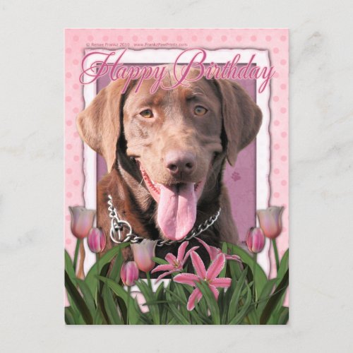 Happy Birthday _ Labrador _ Chocolate Postcard