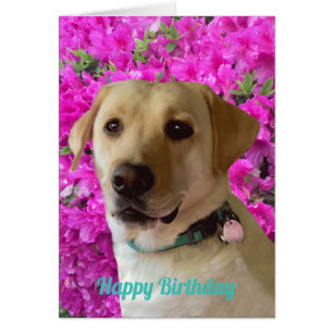 Happy Birthday, Labrador Dog Pink Flower, Adorable Cards