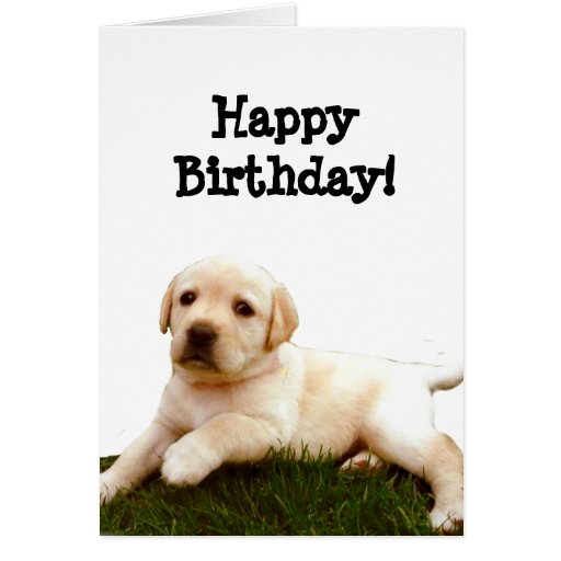 Happy Birthday Labrador puppy greeting card | Zazzle