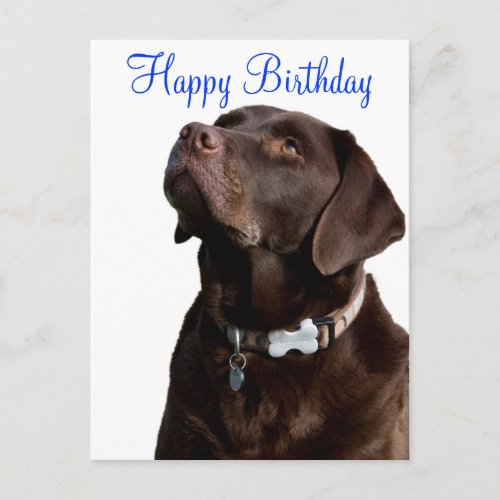 Happy Birthday Labrador Retriever  Dog Post Card