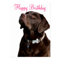 Happy Birthday Labrador Retriever  Dog Post Card