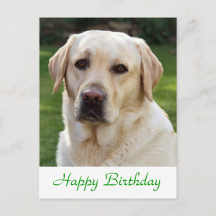Happy Birthday Labrador Retriever Dog Post Card