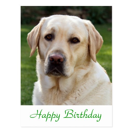 Happy Birthday Labrador Retriever Dog Post Card | Zazzle