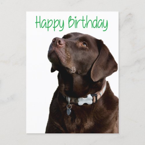 Happy Birthday Labrador Retriever  Dog Post Card