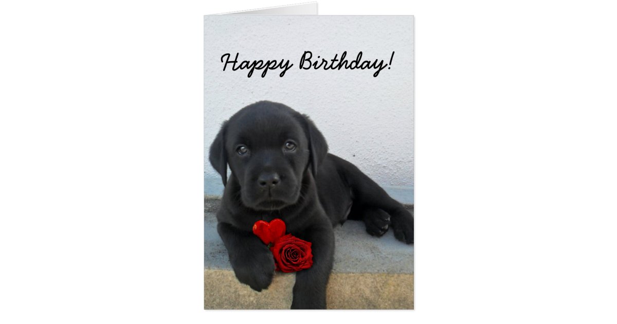 Happy Birthday Labrador Retriever greeting card | Zazzle.com