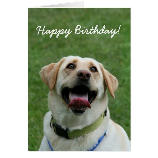 Happy Birthday Labrador Retriever greeting card | Zazzle