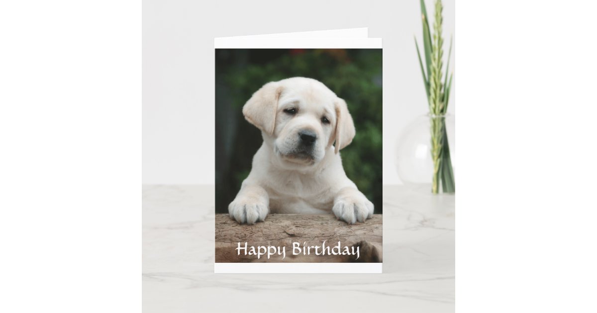 Happy Birthday Labrador Retriever Puppy Card 