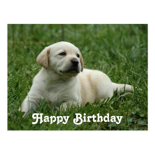 Happy Birthday Labrador Retriever Puppy Post Card | Zazzle