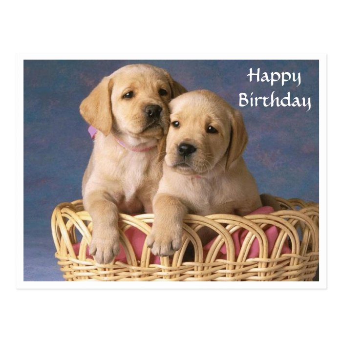 Happy Birthday Labrador Retriever Puppy  Post Card