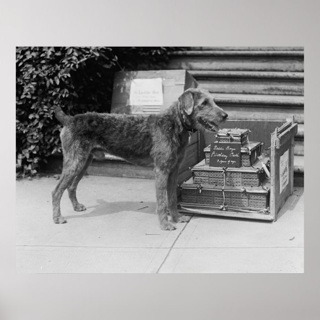 Happy Birthday Laddie Boy, 1920s Poster (Front)