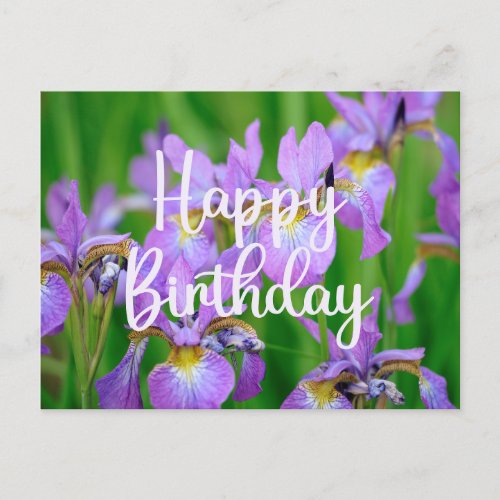 Happy Birthday Lilac Color Blooming Iris Flowers  Postcard