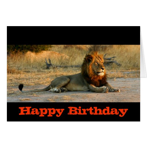 Happy Birthday Lion Sunset Greeting Cards | Zazzle