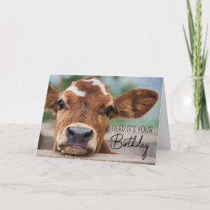 Happy Birthday Little Cow Calf Card