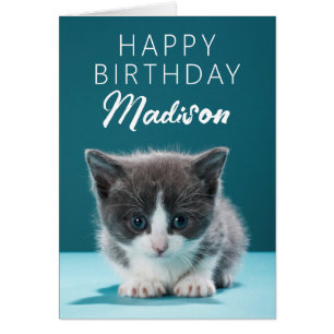 Happy Birthday Little Kitten Cards