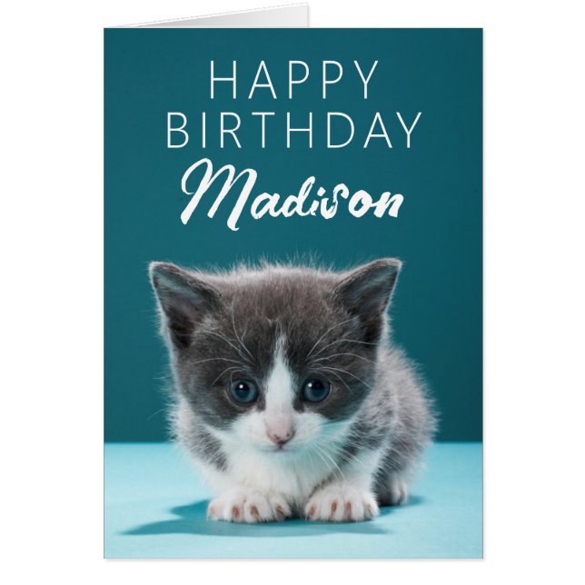 Happy Birthday | Little Kitten Cards (Front)