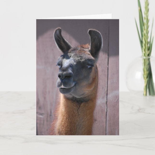Happy Birthday  Llama Card (Front)