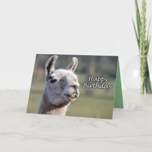 Happy Birthday llama Ms llama happy birthday Card