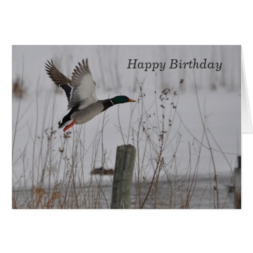 Happy Birthday Mallard Duck Greeting Card | Zazzle