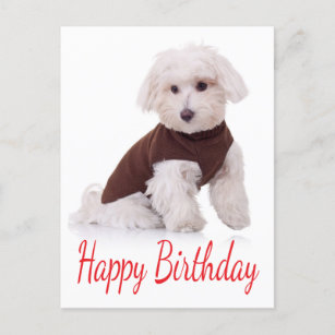 Happy Birthday Maltese Puppy Dog  Post Card