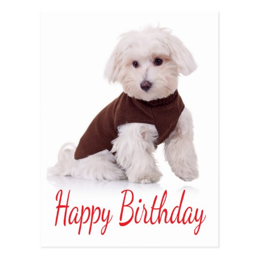 Happy Birthday Maltese Puppy Dog Post Card | Zazzle