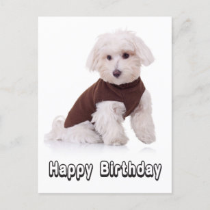 Happy Birthday Maltese Puppy Dog  Post Card