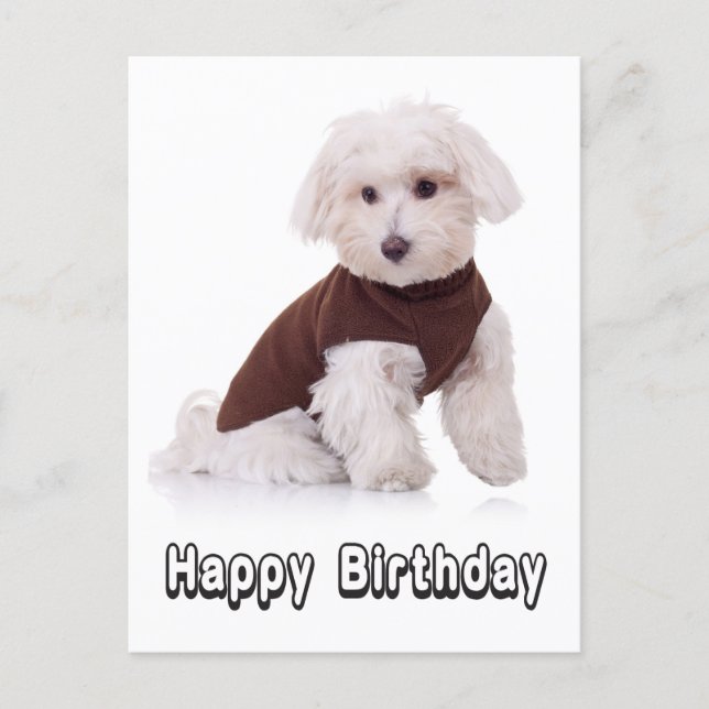 Happy Birthday Maltese Puppy Dog  Post Card (Front)